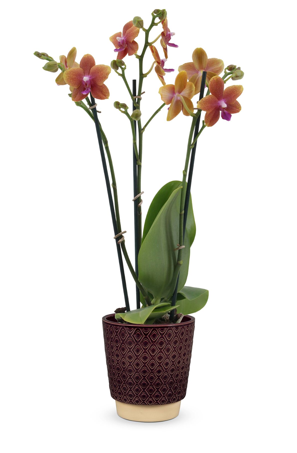 bellaflora_Orchidee Parfum de Provence_€ 21,99