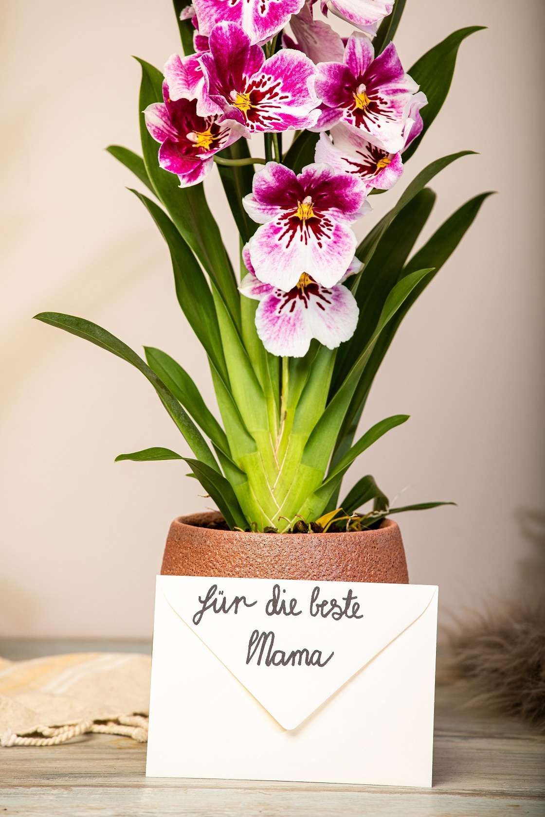 GS708495_Muttertag - Orchidee mit Brief_