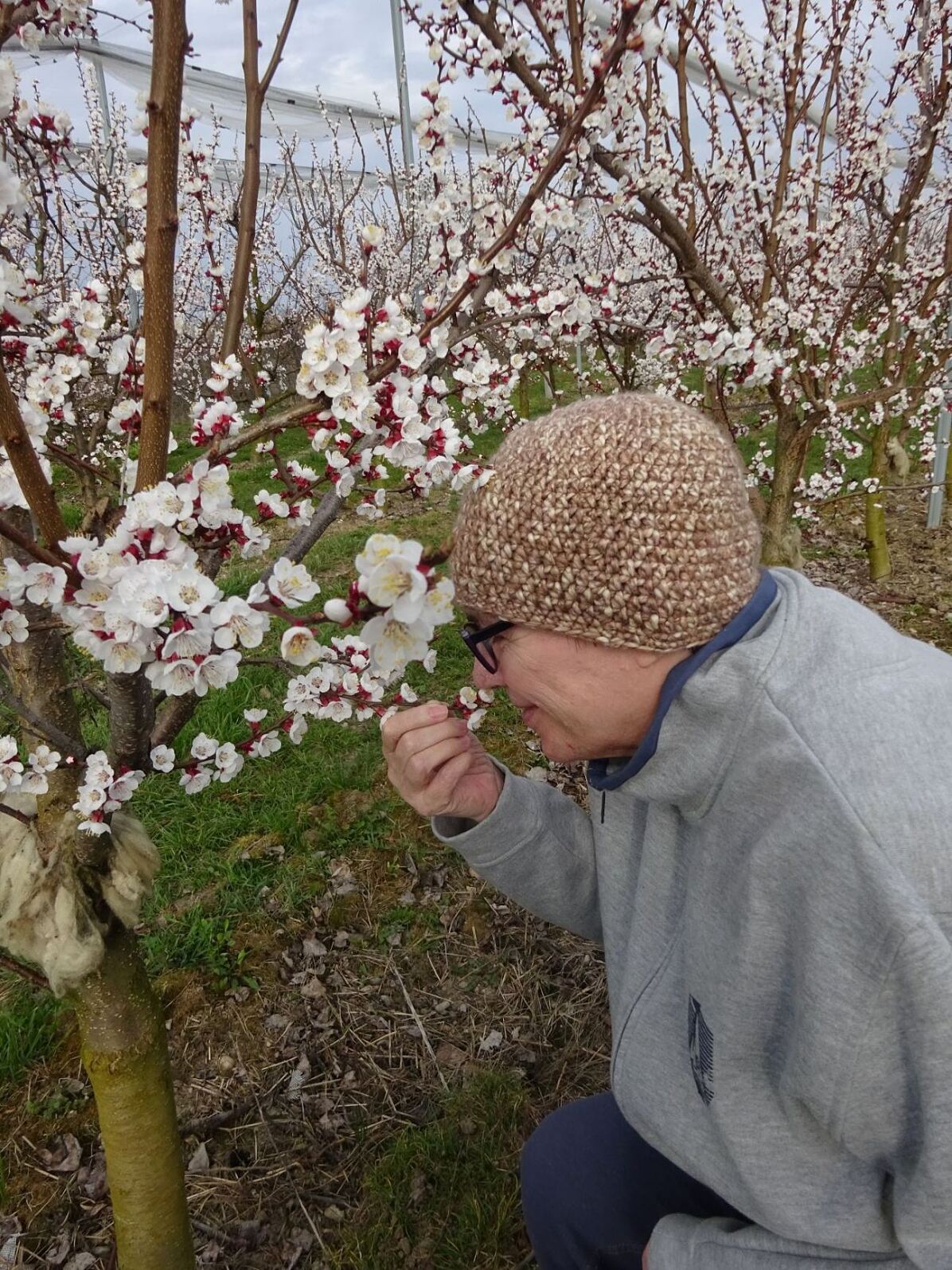 secu_PA_Krems Thorwesten_Marillenblüte_Presse 1.jpg