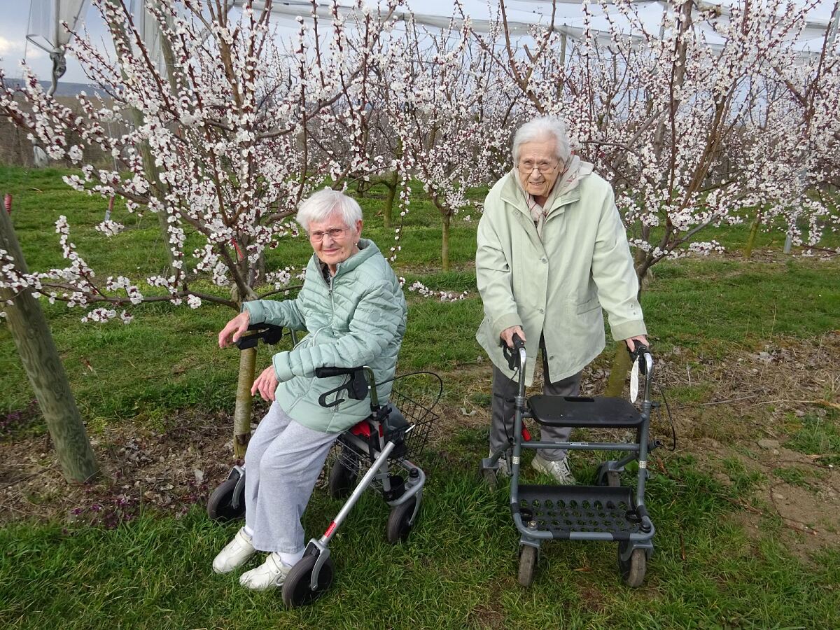 secu_PA_Krems Thorwesten_Marillenblüte_Presse 2.jpg