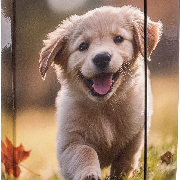 Pagro, Libro_Heftbox Hund_€ 4,79