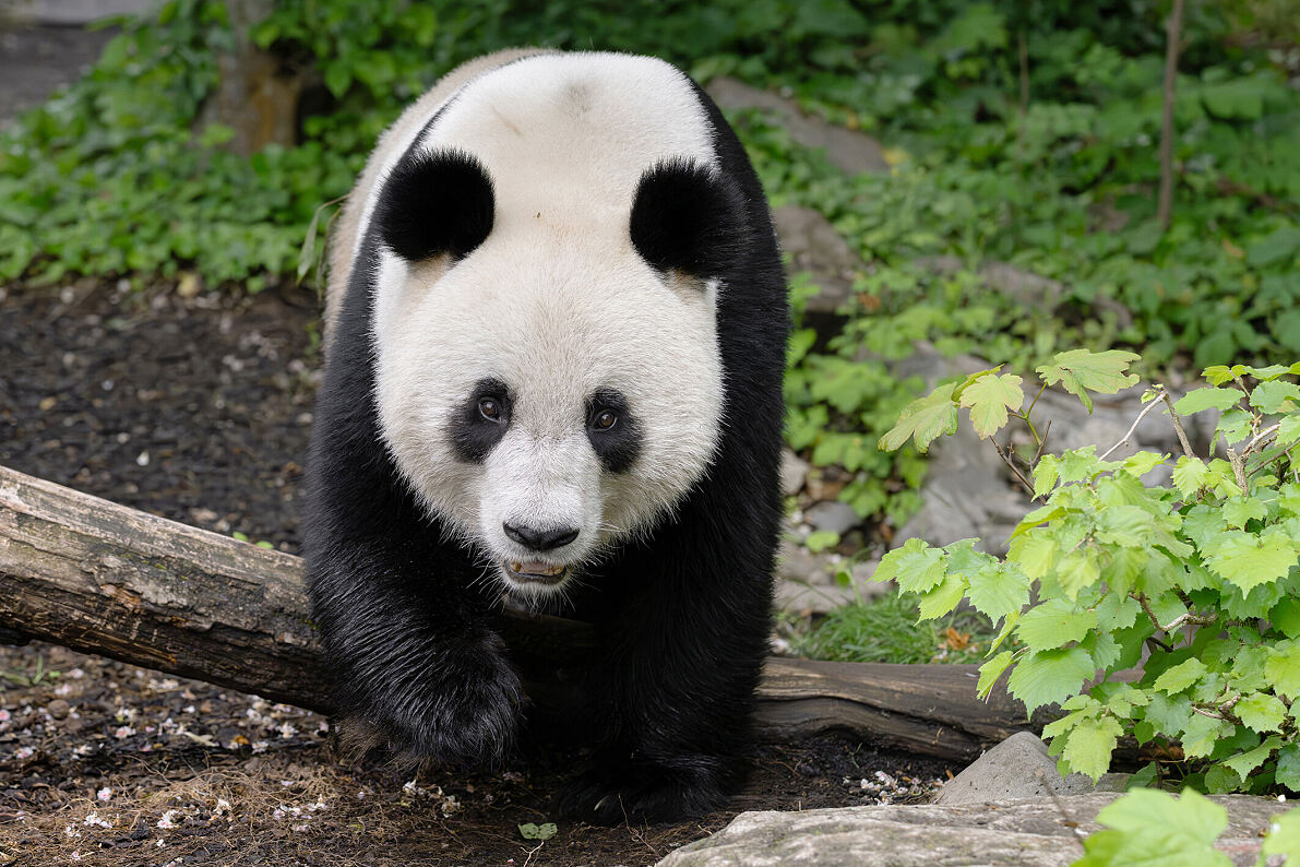 Das Designer Outlet Parndorf verlängert seine Patenschaft für die beiden Großen Pandas Lan Yun und He Feng im Tiergarten Schönbrunn.