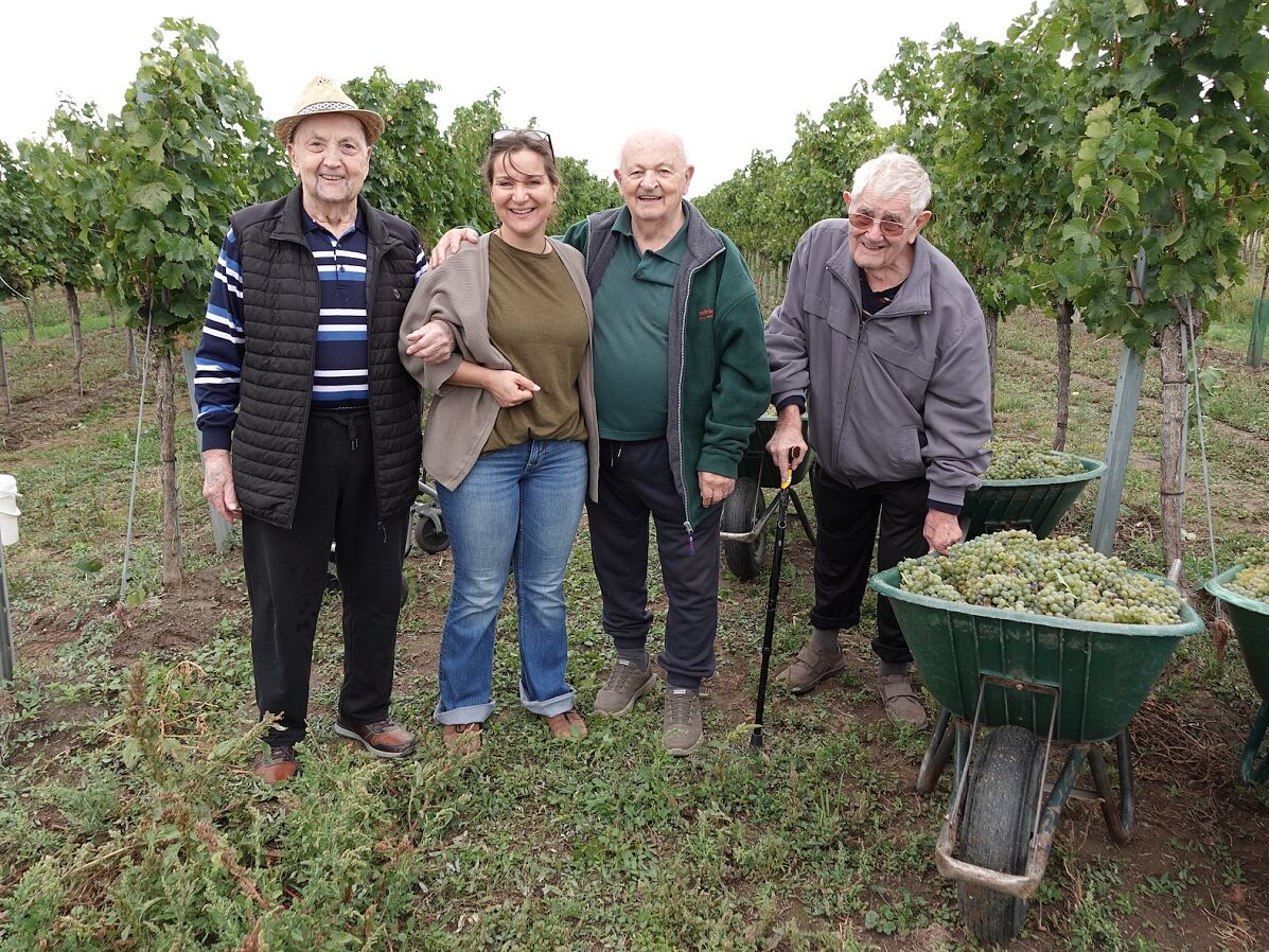 secu_PA_Thorwesten_Weinlese_1