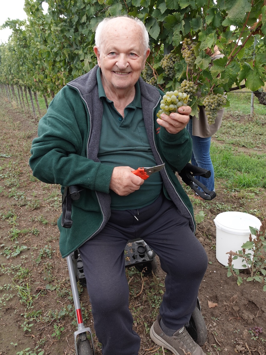 secu_PA_Thorwesten_Weinlese_2