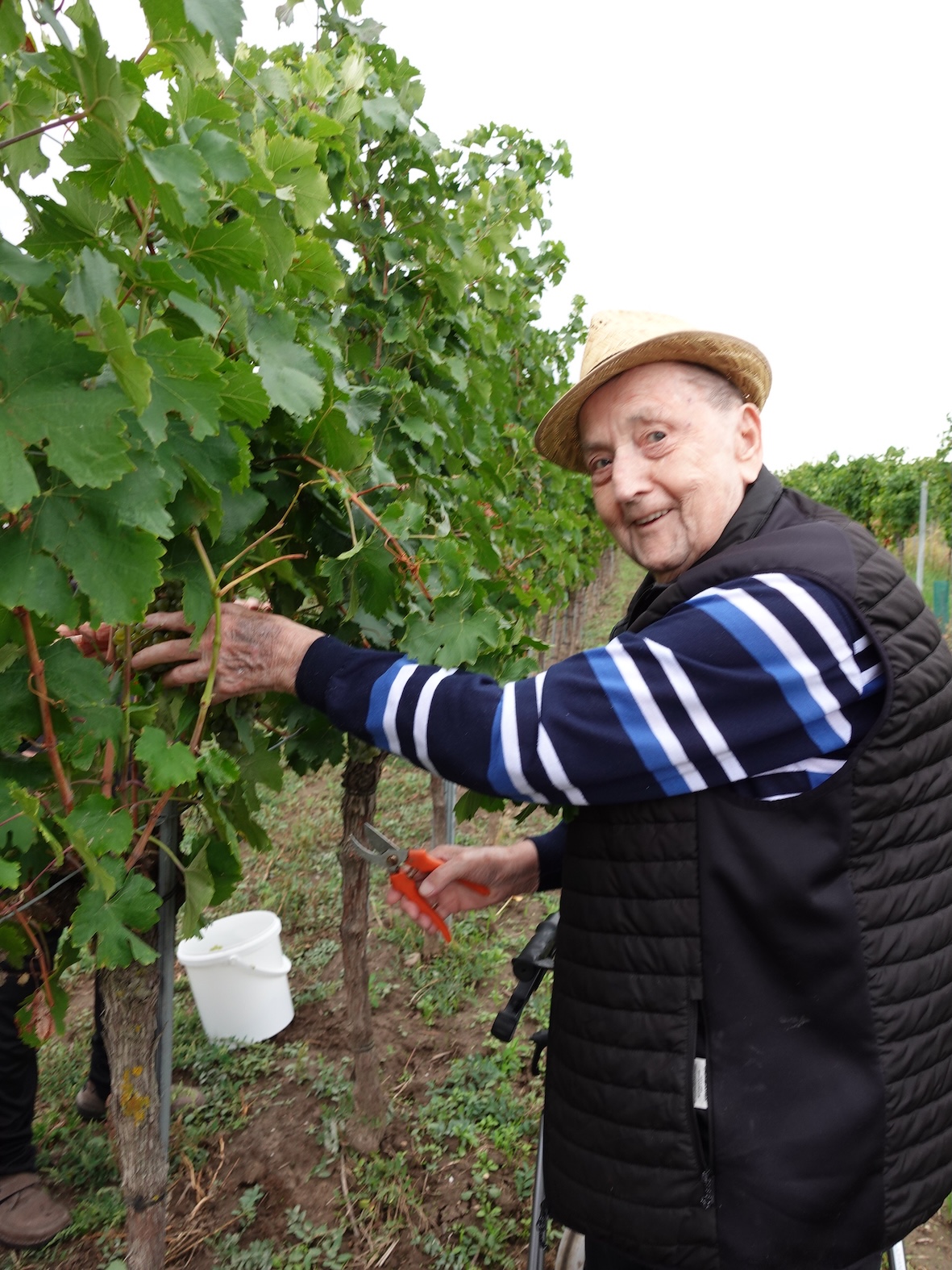 secu_PA_Thorwesten_Weinlese_3
