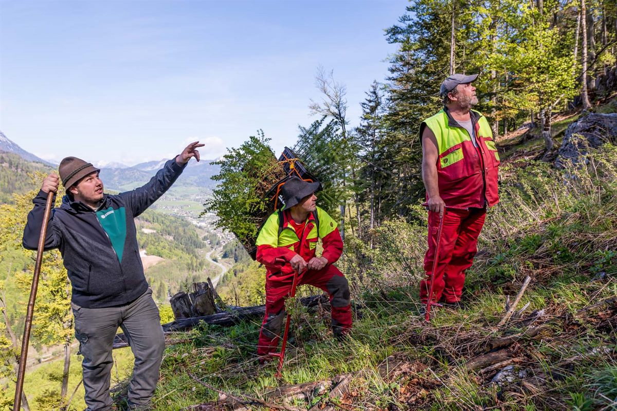 Hel_PA_Schutzwald_Presse 1.jpg