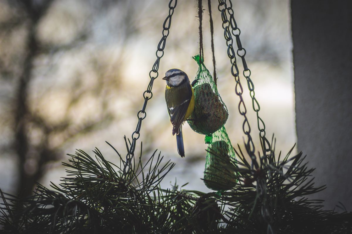 birds_c_martin-arusalu_unsplash