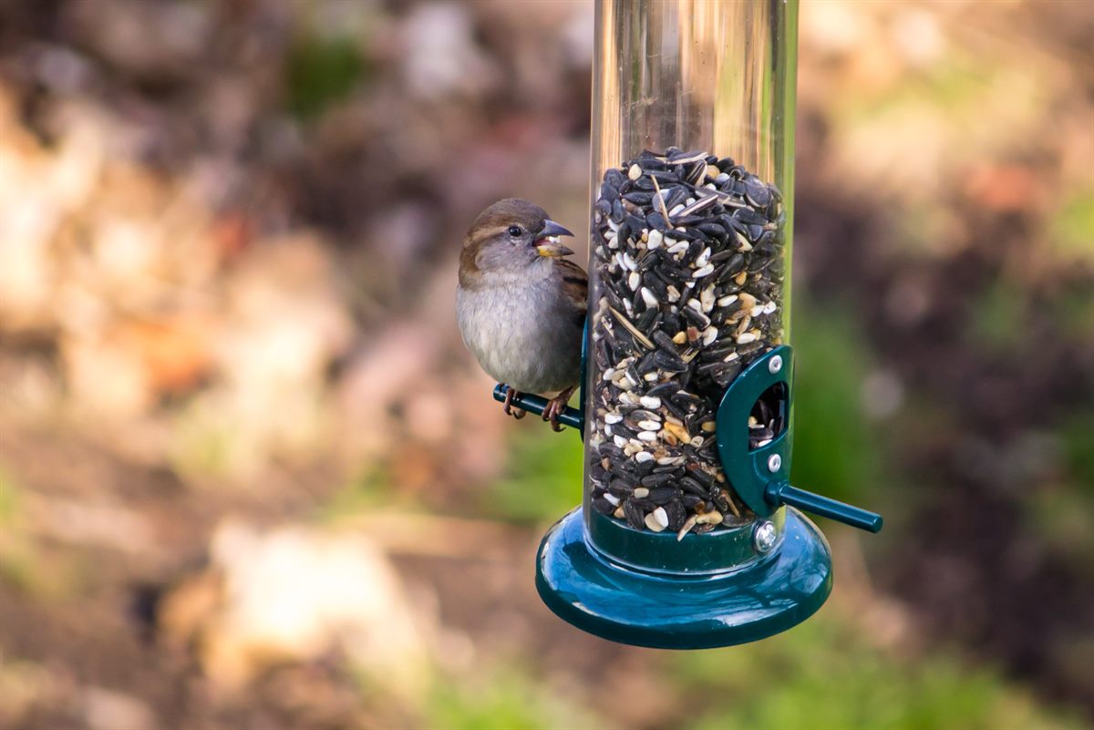 birds_c_bonnie-kittle_unsplash