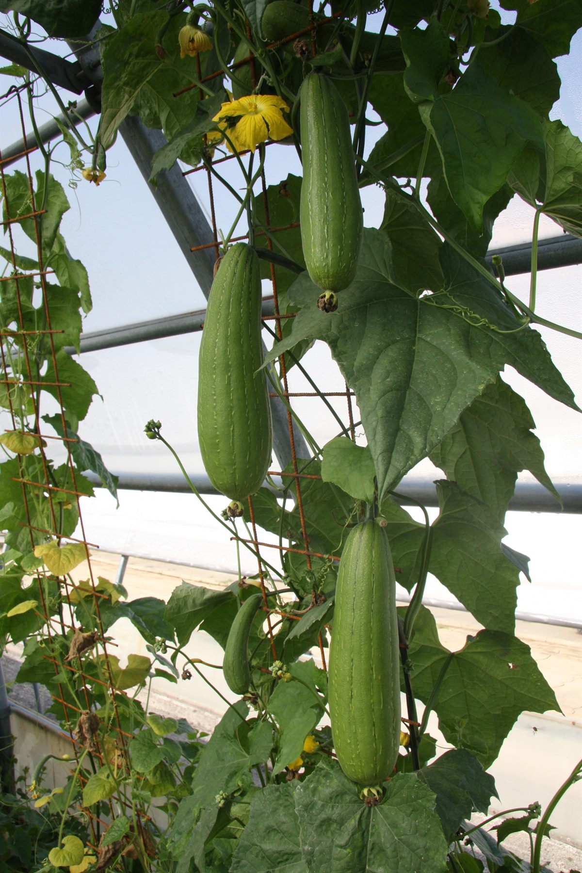 bellaflora_Bio_Luffa