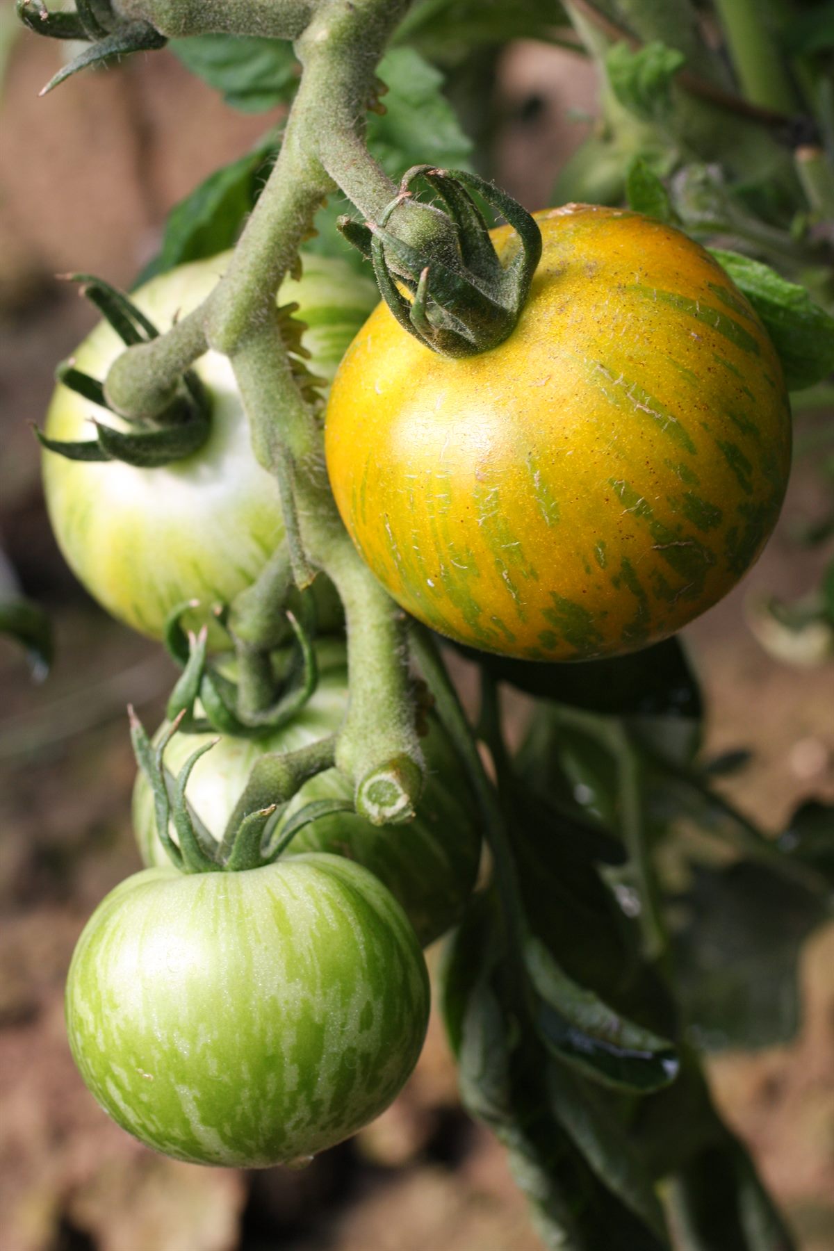 bellaflora_Bio_Gruene_Zebratomate