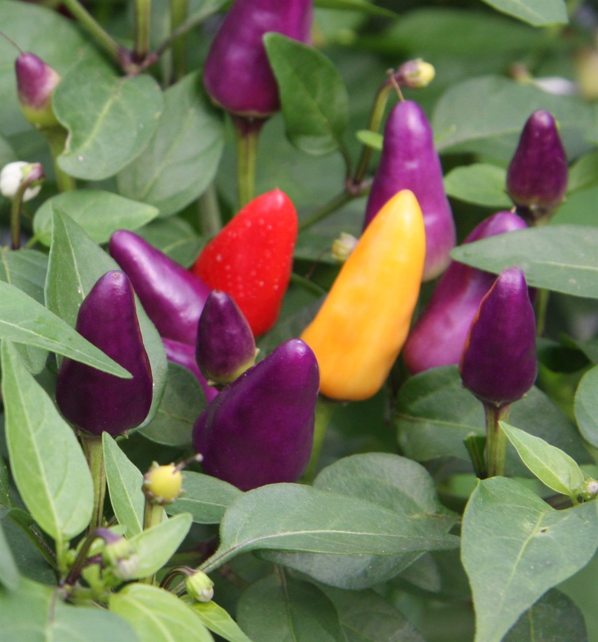 bellaflora_Bio_Chinesischer_Balkon-Chili