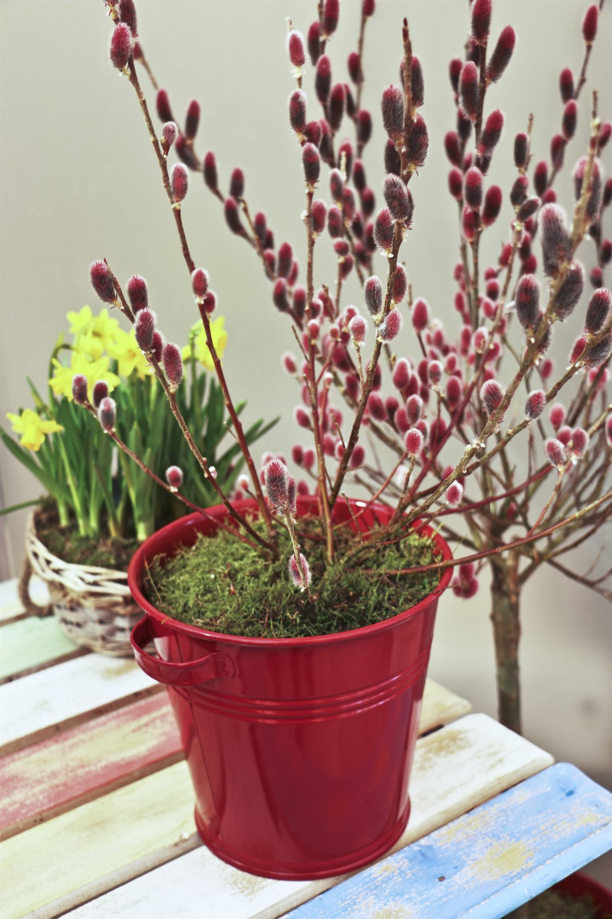 bellaflora_Palmkaetzchen