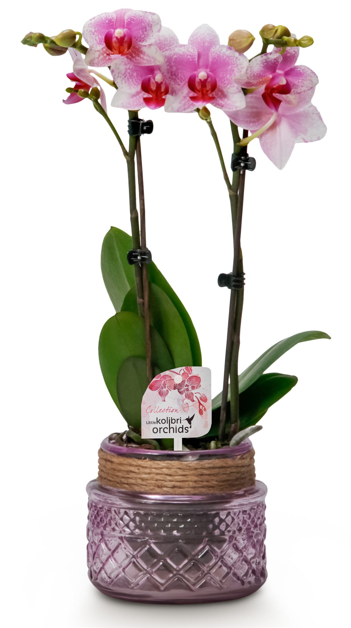 bellaflora Valentinstag Little Kolibri Orchids Pink 2 spike in Noa glass pinki