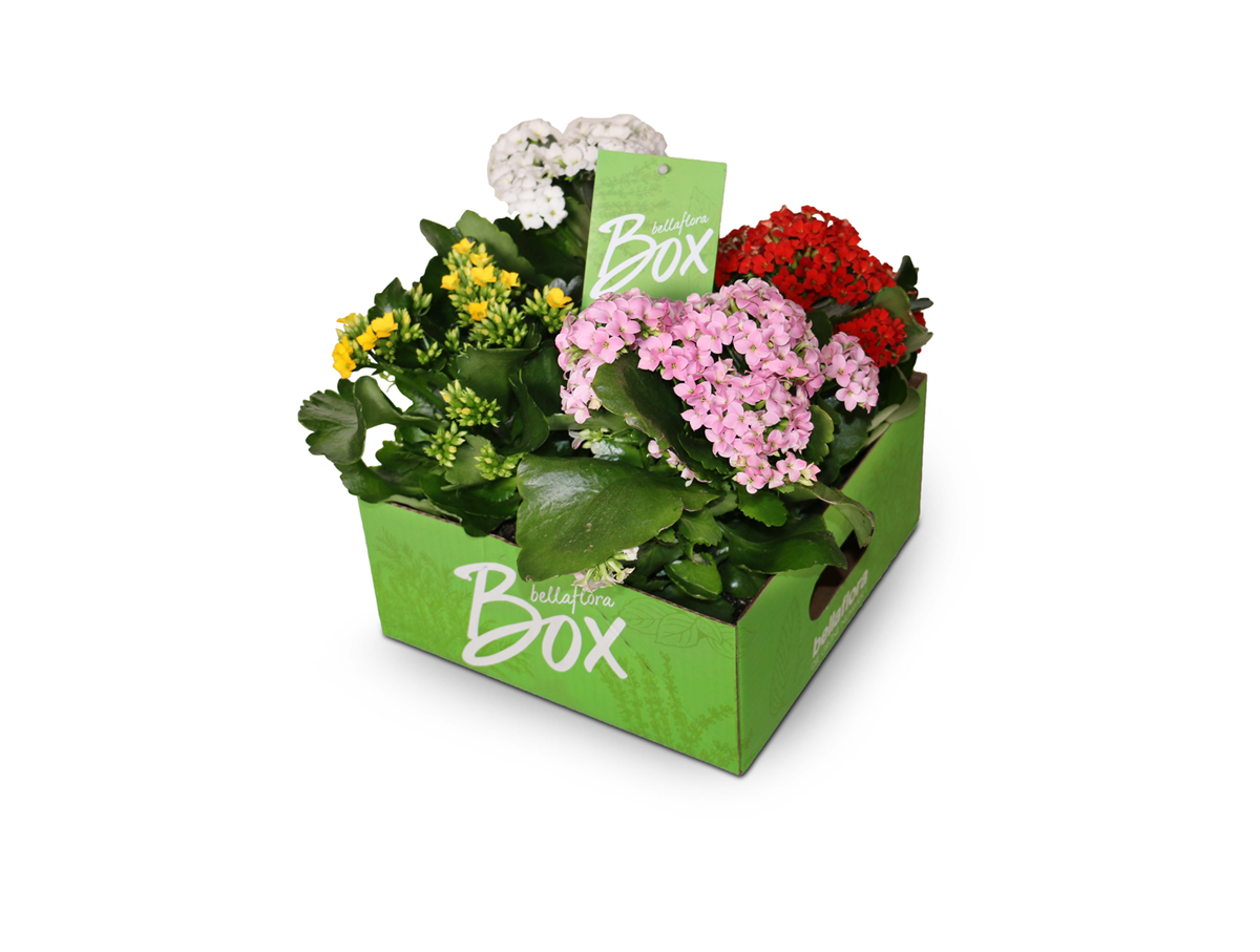 bellaflora Box_Kalanchoe
