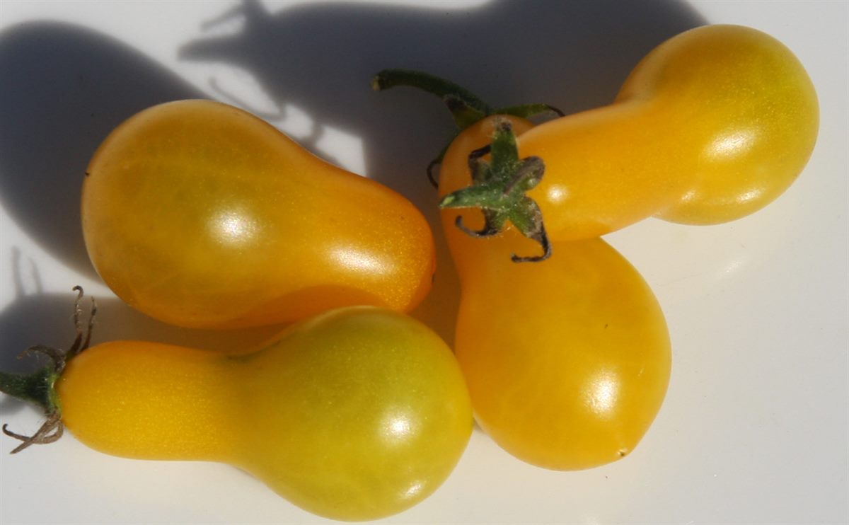 bellaflora gelbe Dattelwein-Tomate