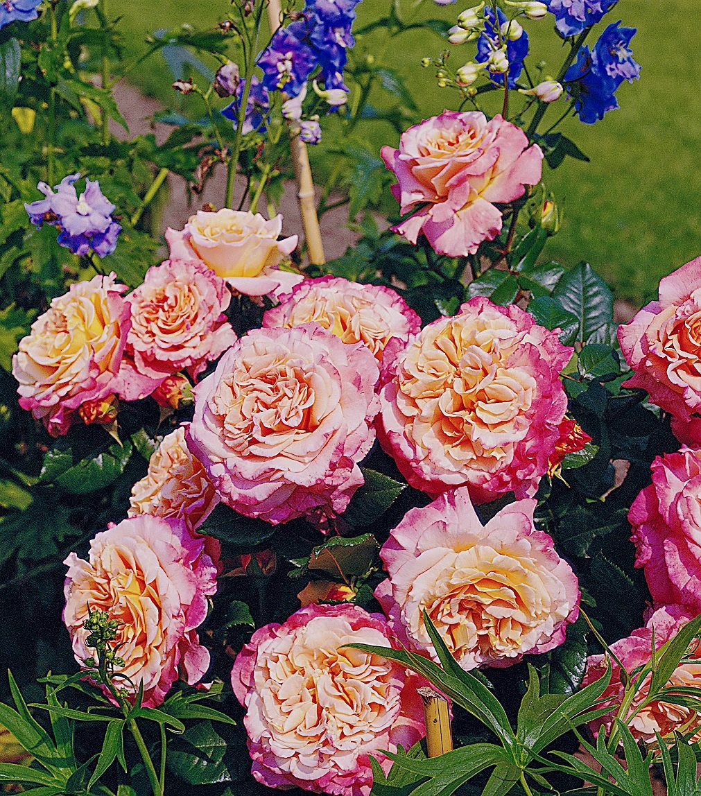 bellaflora_Muttertagsrose