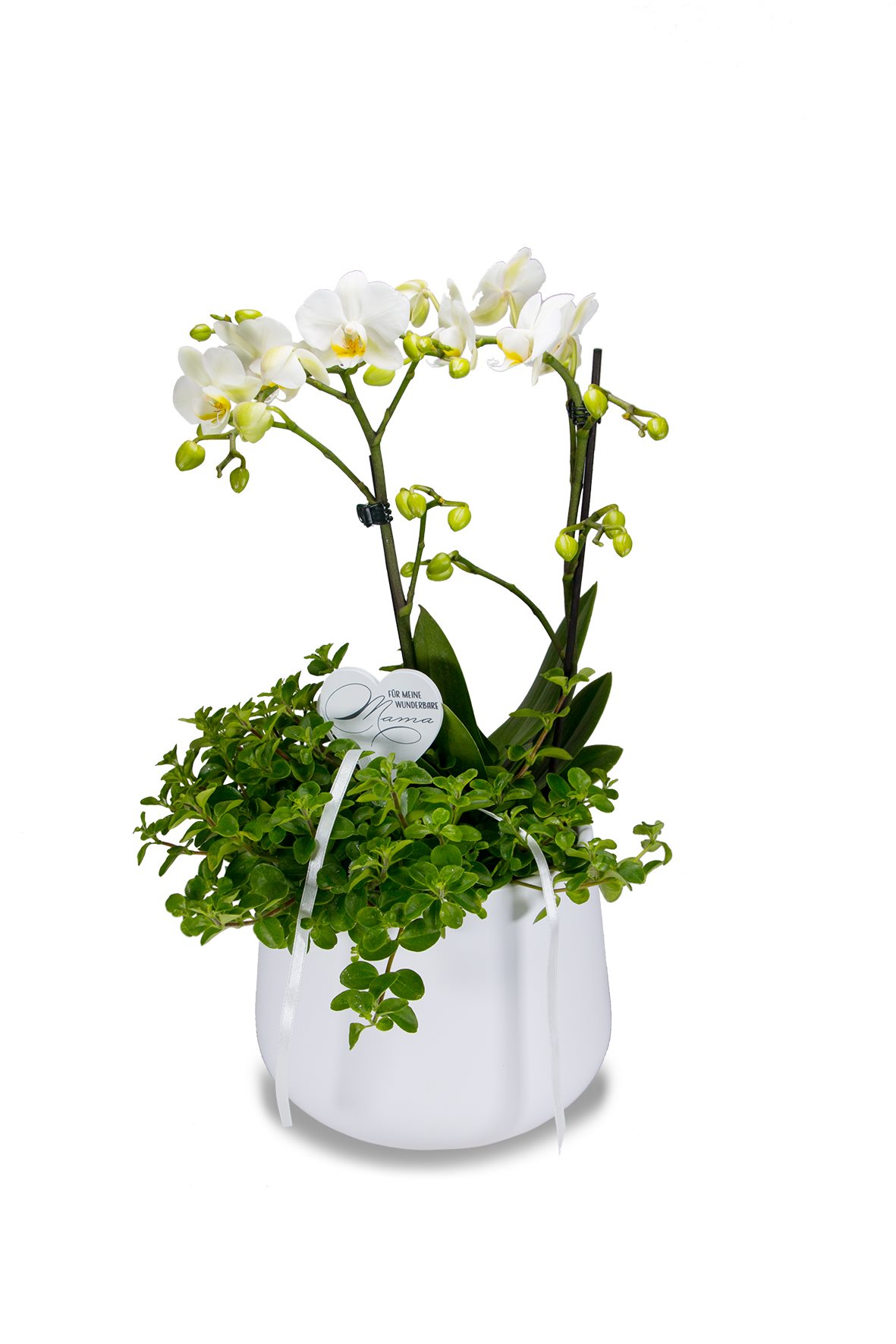 bellaflora_Muttertagsarrangement Gabi_Orchidee