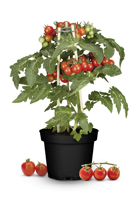 bel_Sommergemüse-Pflanzen_Tomaten