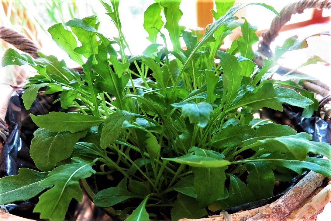 bellaflora_Indoor Gardening_Salat