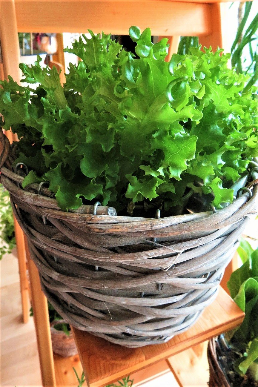 bellaflora_Indoor Gardening_Salat_2