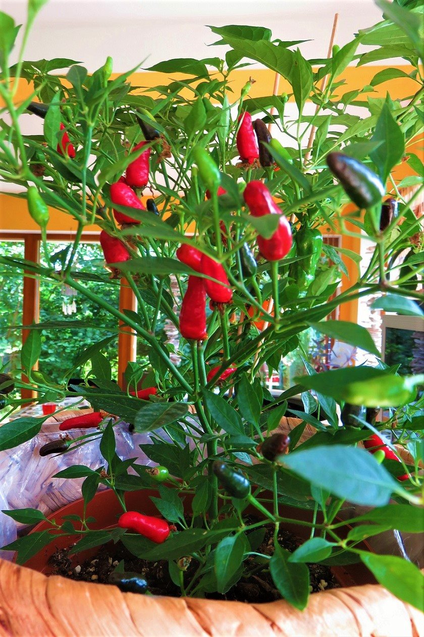bellaflora_Indoor Gardening_Chili