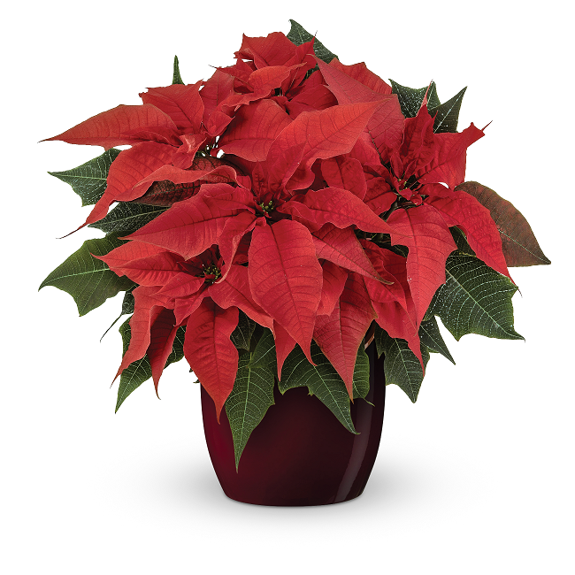 bellaflora_Weihnachtsstern Busch_€ 10,99