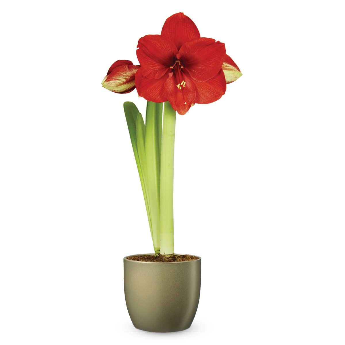 bellaflora_Amaryllis_€ 7,99