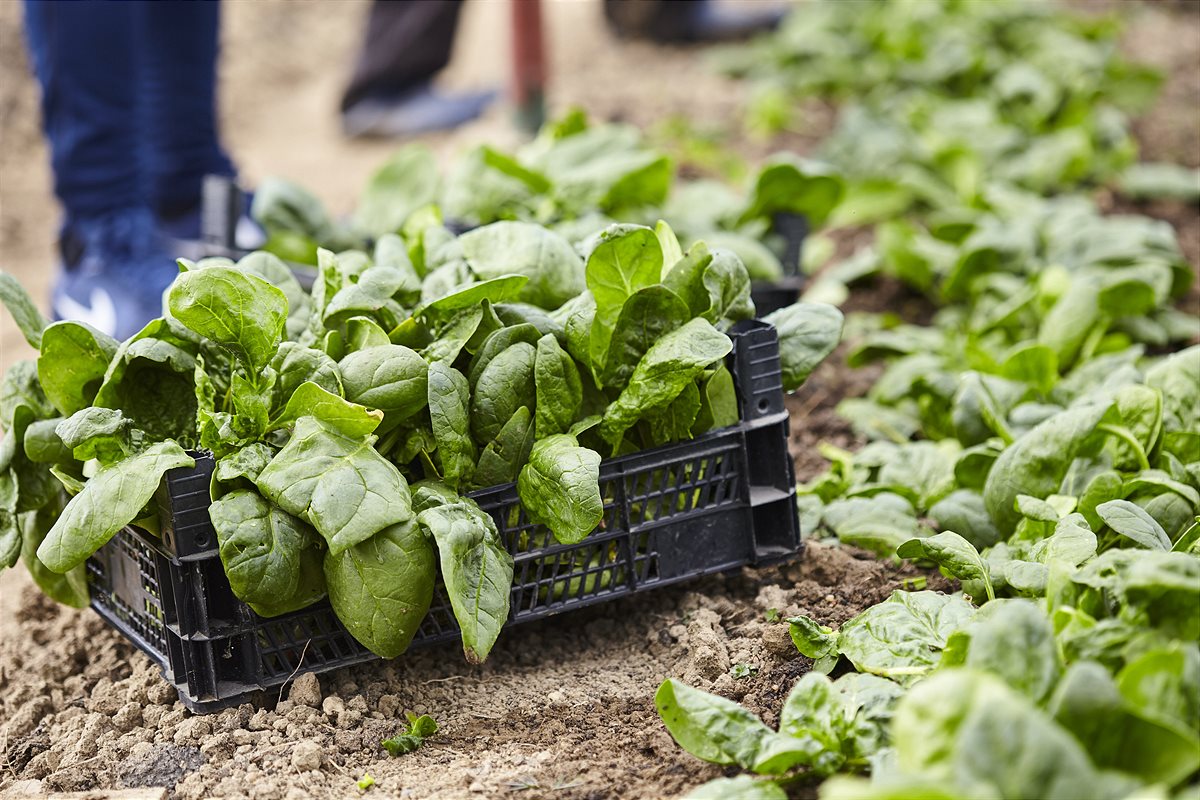 Lidl erarbeitet Biodiversitätsstandard