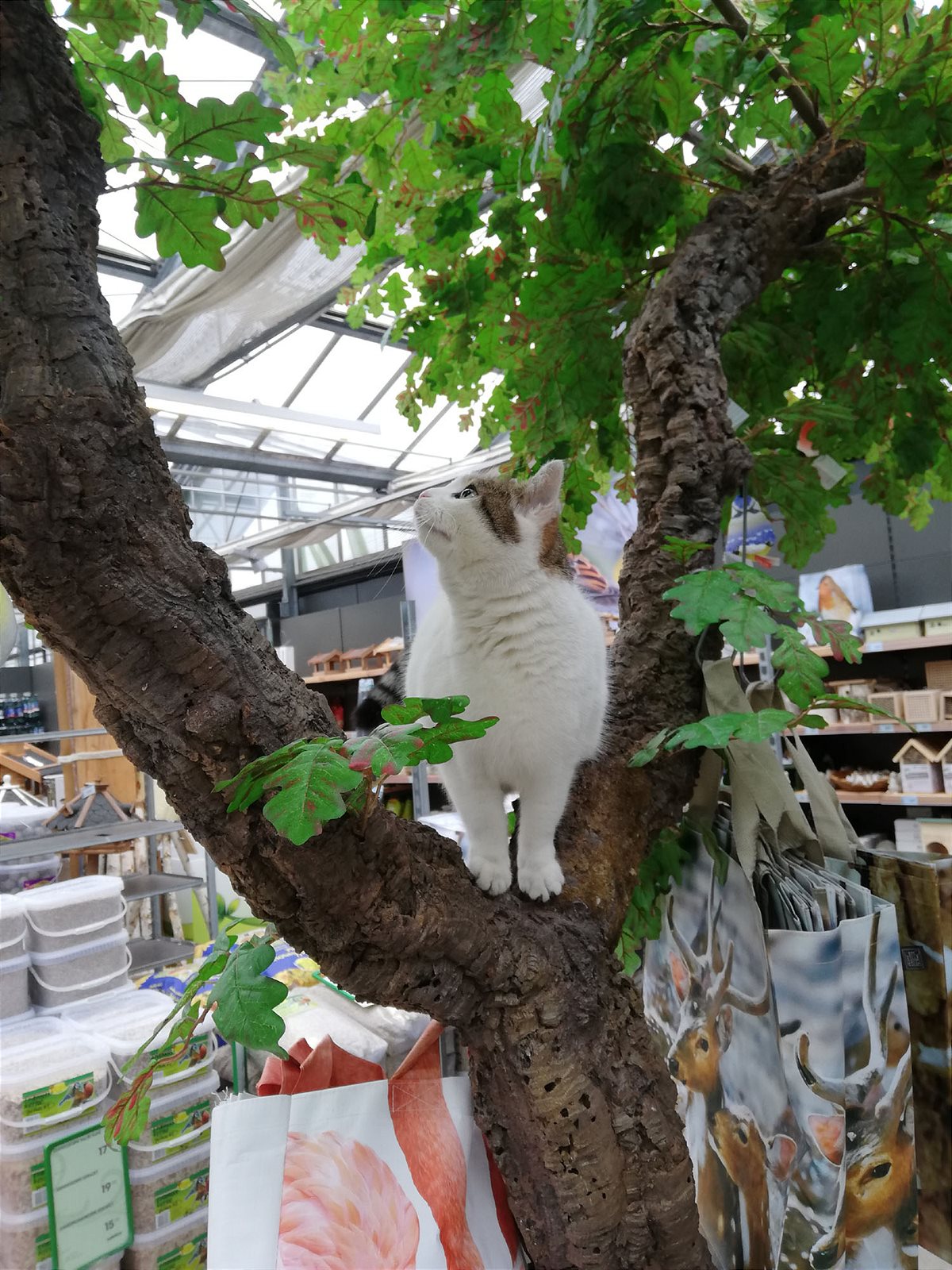 Bel_Tag der Katze_Presse3