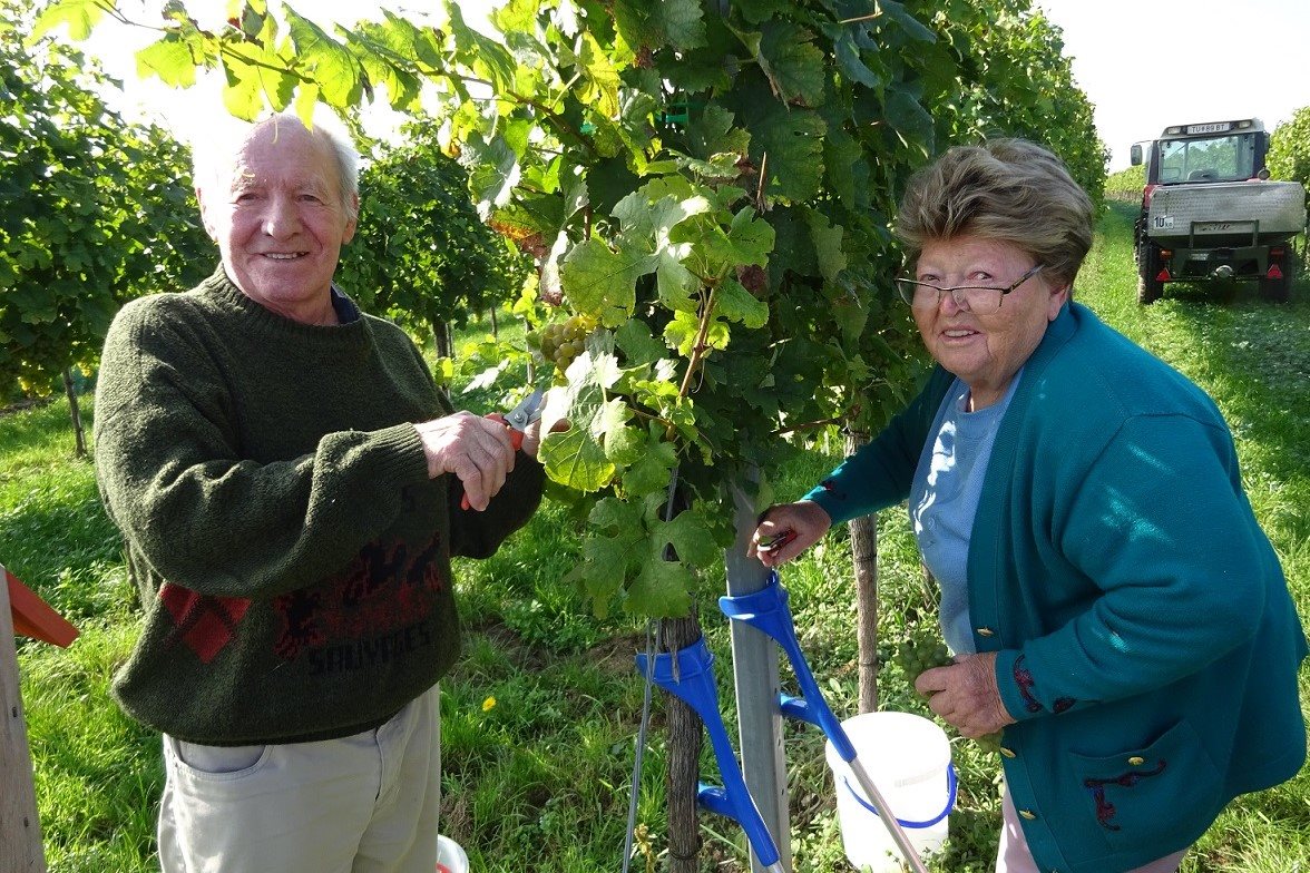 secu_PA_Thorwesten_Weinlese Presse 2