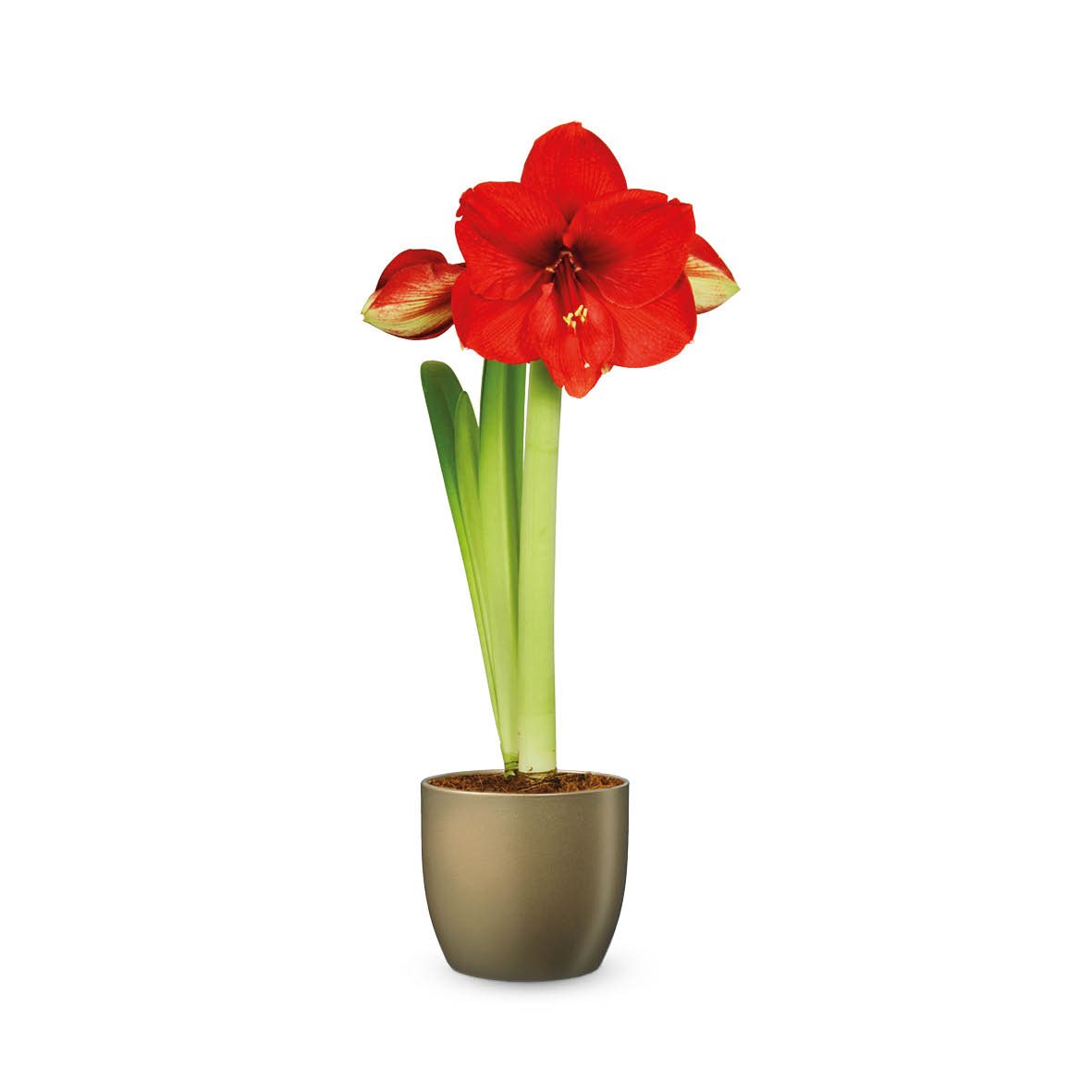 bellaflora_Amaryllis_€ 8,49