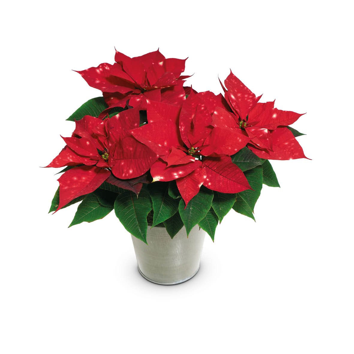 bellaflora_Weihnachtsstern_€ 11,99