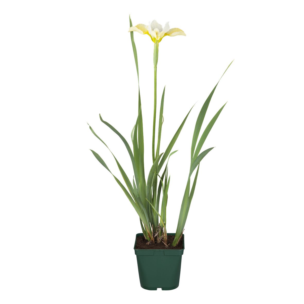 bellaflora_Schwertlilie