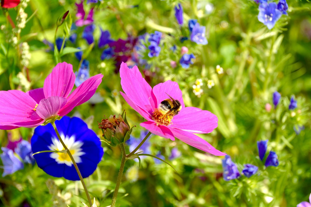 Lidl Biodiversität