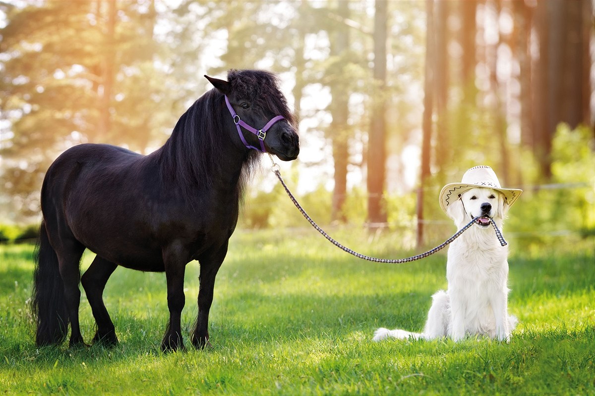 LIBRO_Idena Schreibunterlage Pferd mit Hund