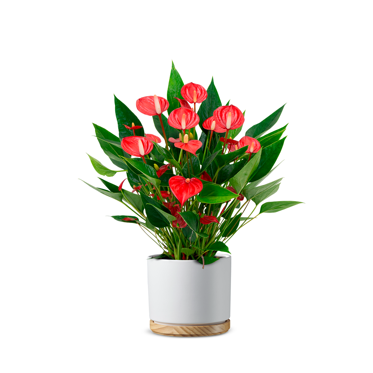 bellaflora_Flamingoblume Million Flowers Red_€ 14,99