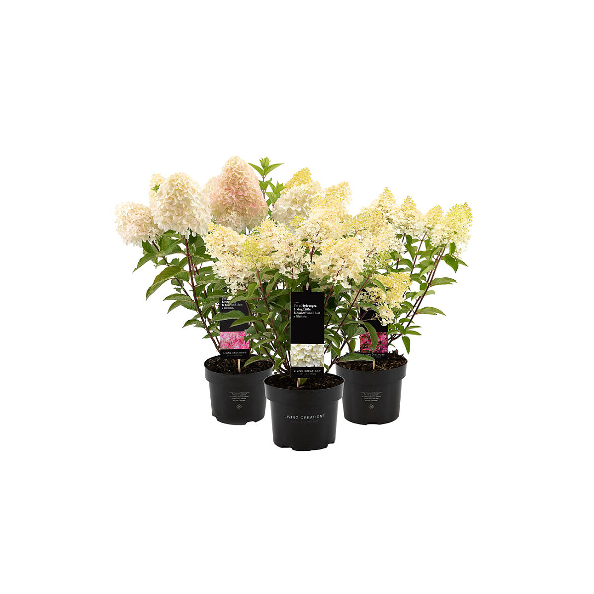 bellaflora_Hortenie Living Creations_ab € 7,99