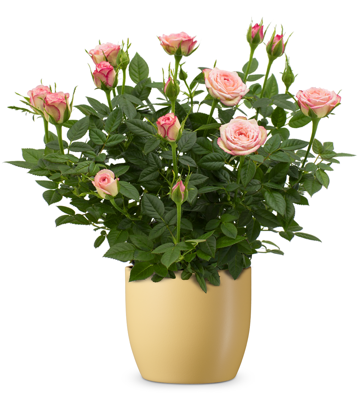 bellaflora_Rose Kordana_€ 12,99