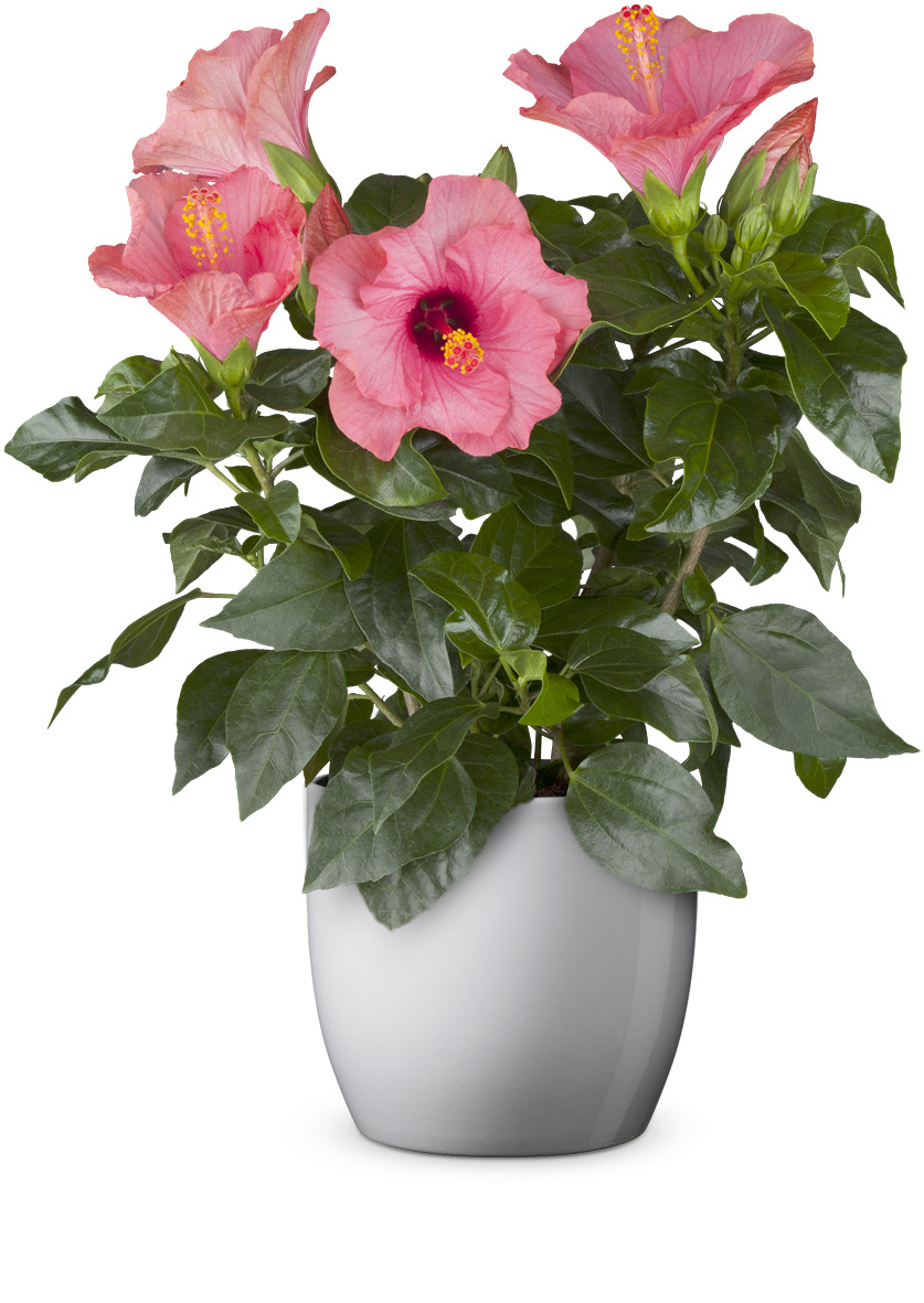 bellaflora_Roseneibisch_€ 11,99