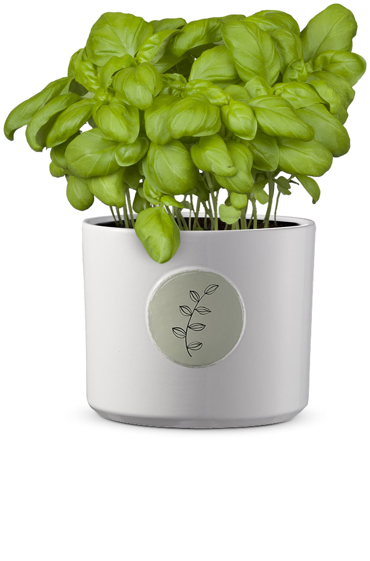 Salon Verde_Günstiger Garten Kräuter_€ 1,99