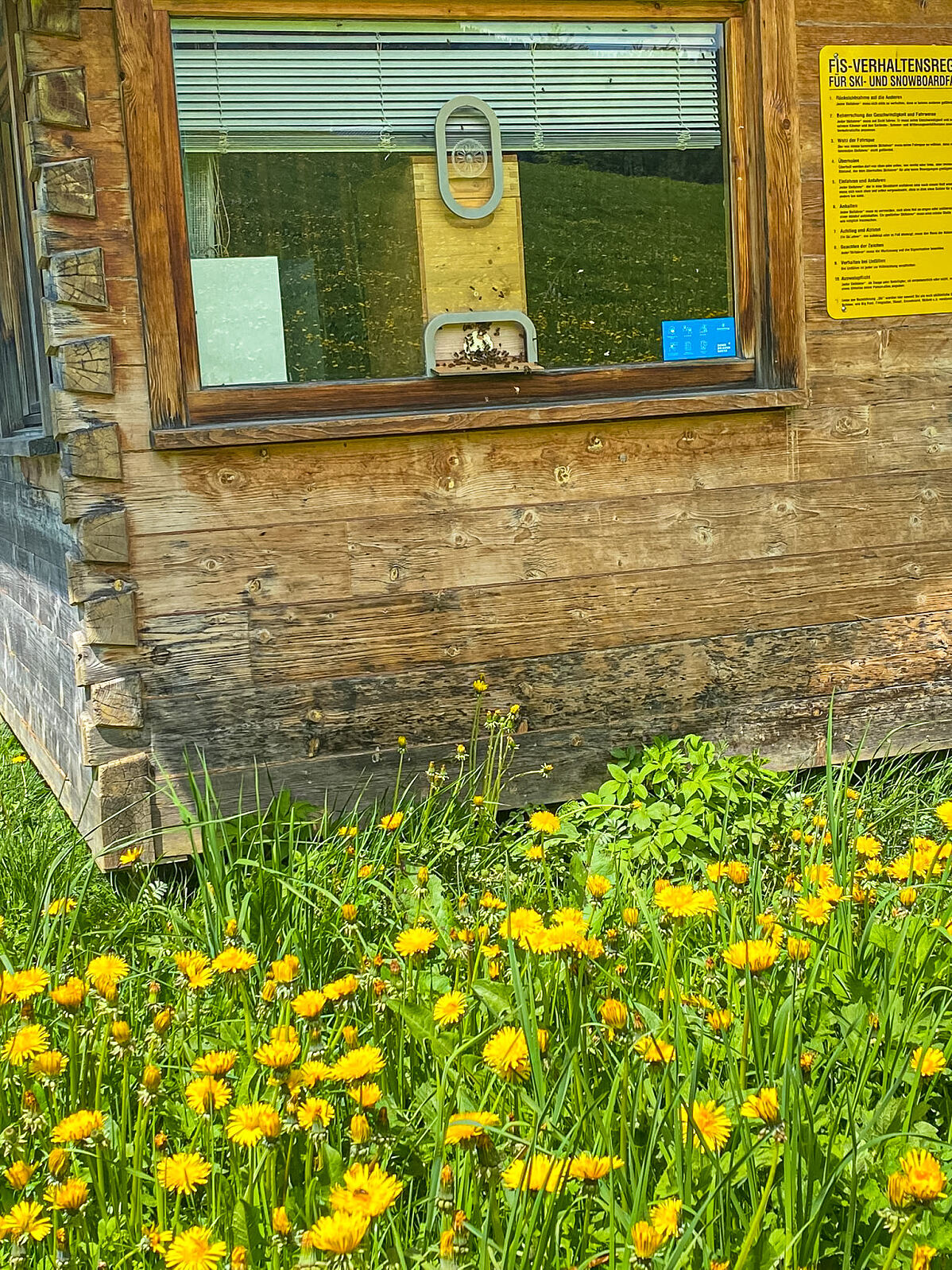 Bild2_Bienen im Lifthaus