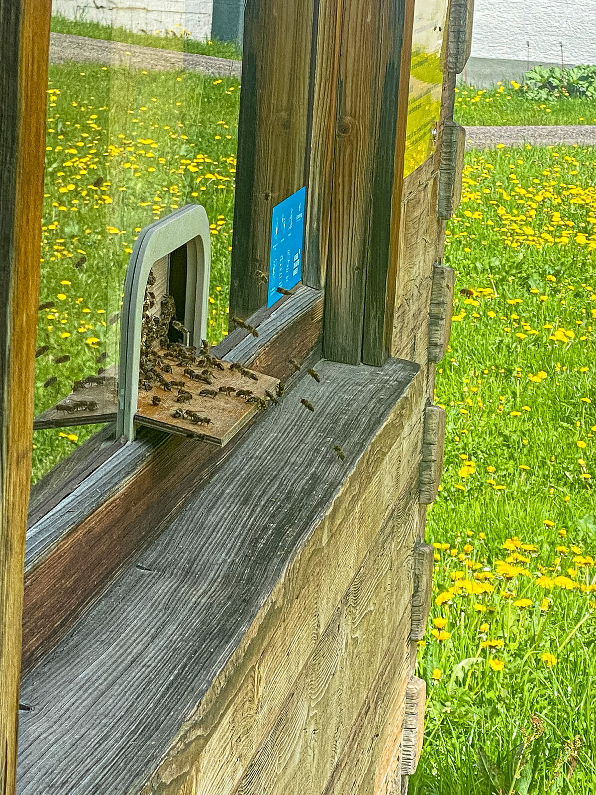 Bild1_Bienen im Lifthaus