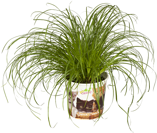 bellaflora_Katzengras_€ 2,99