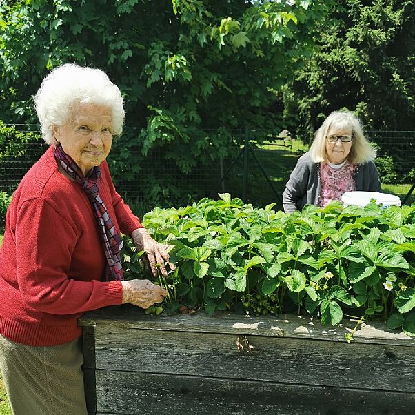 Maria Ornig und Regina Nigitz putzen das Erdbeerbeet