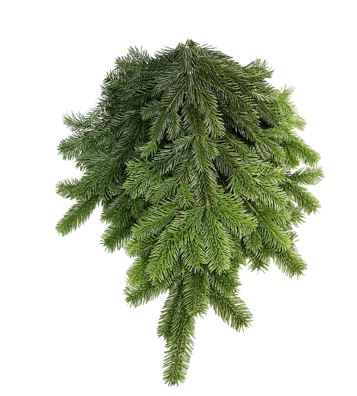 bellaflora_Reisig Nordmanntanne_€ 5,99
