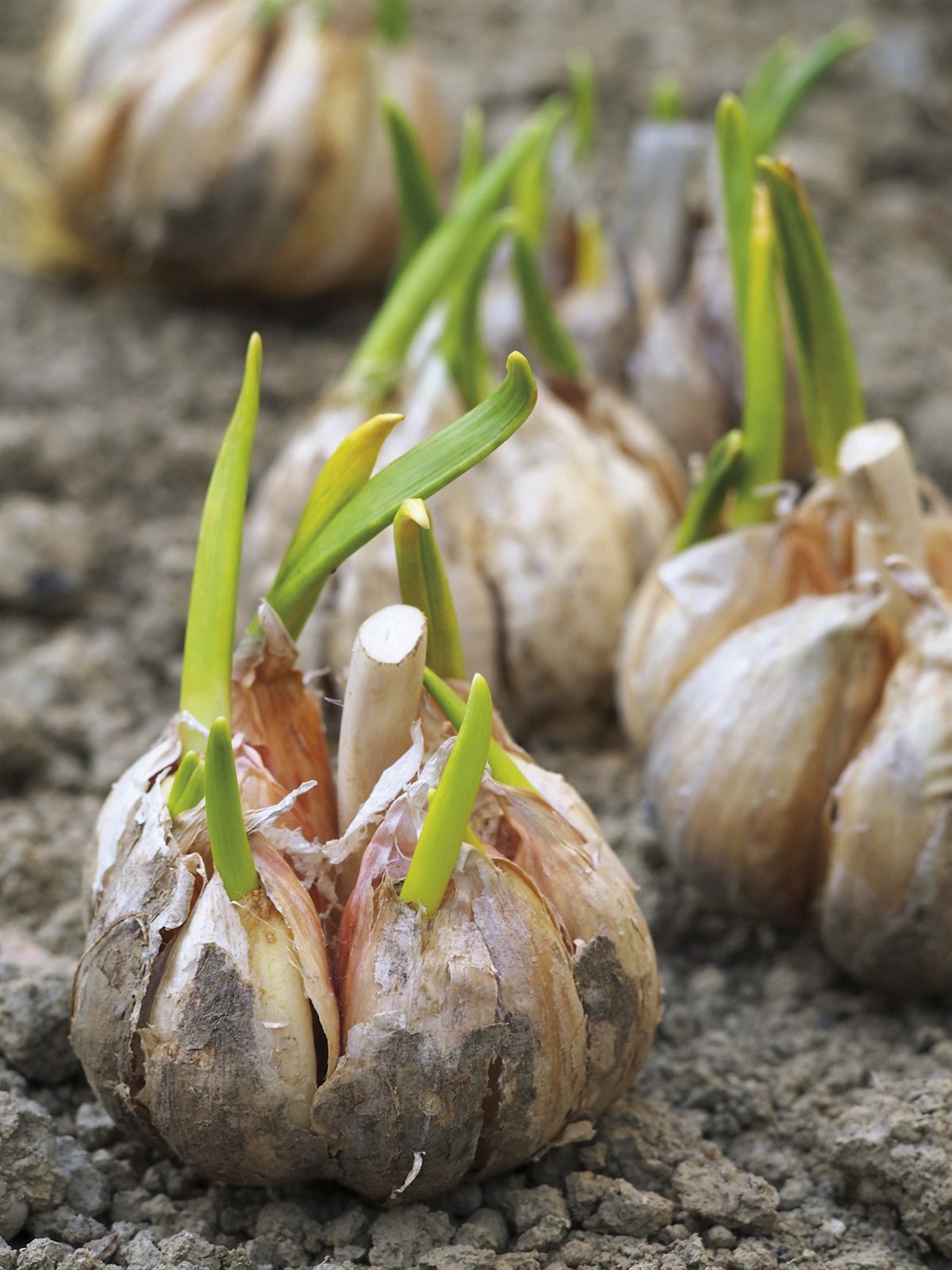 Florissa_Pflanzenstaerkung_3_Knoblauch
