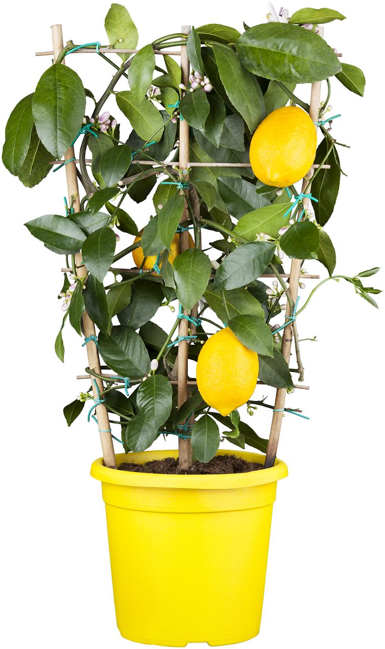 bellaflora_Citrus x meyer Lemon Stamm