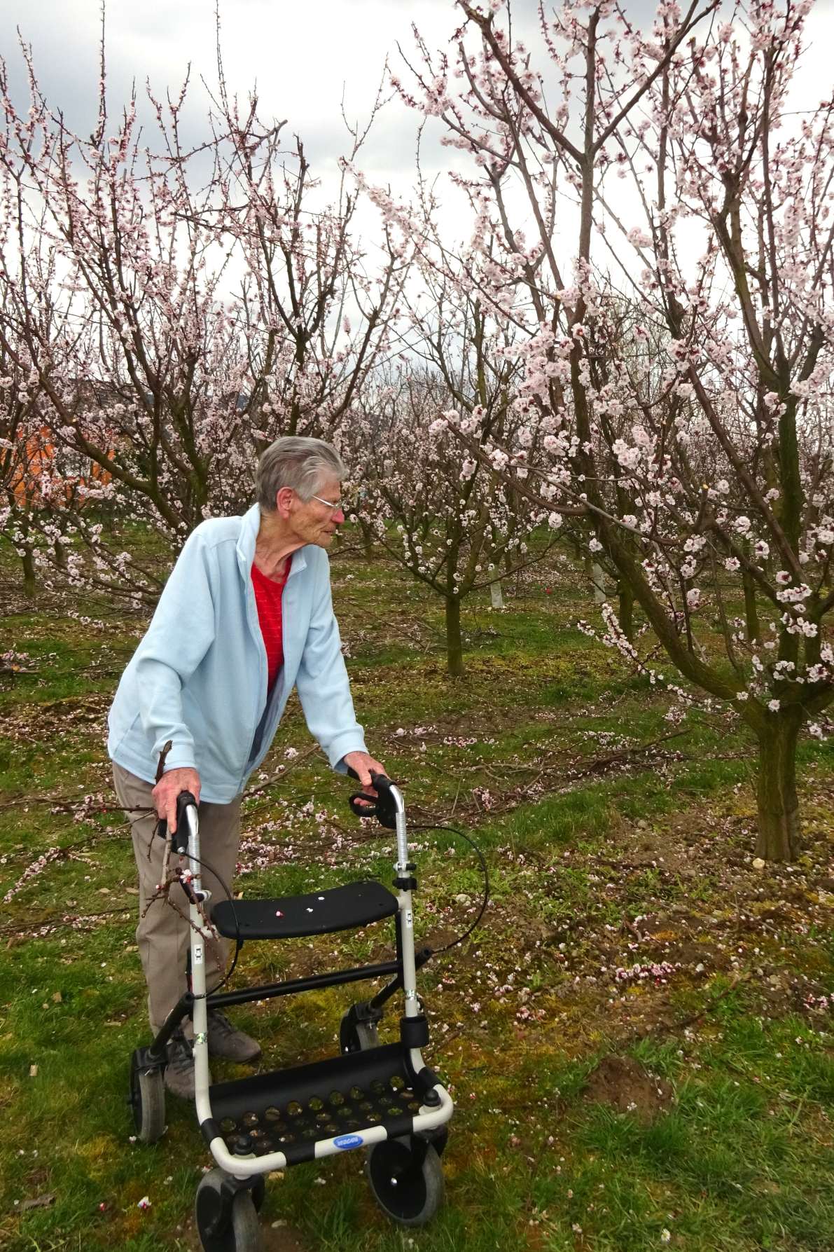 secu PA Thorwesten Marilleblüte Presse2