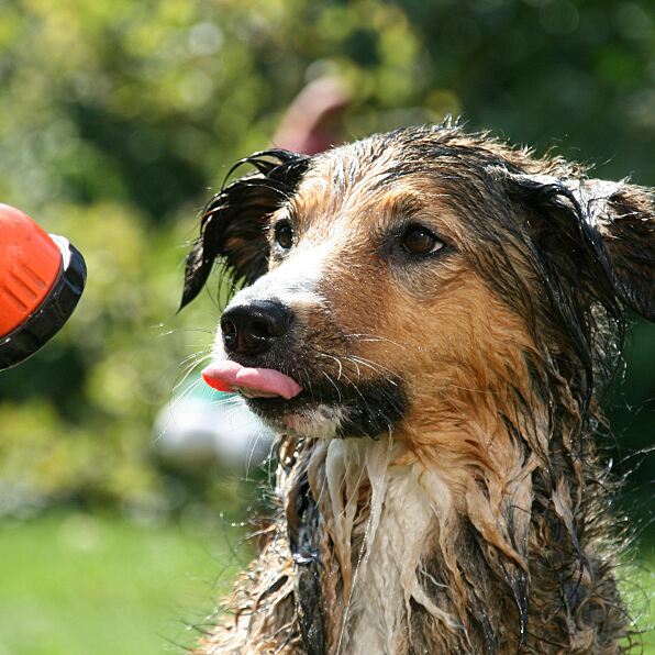 Gardena_PA_Hundstage_Presse 1