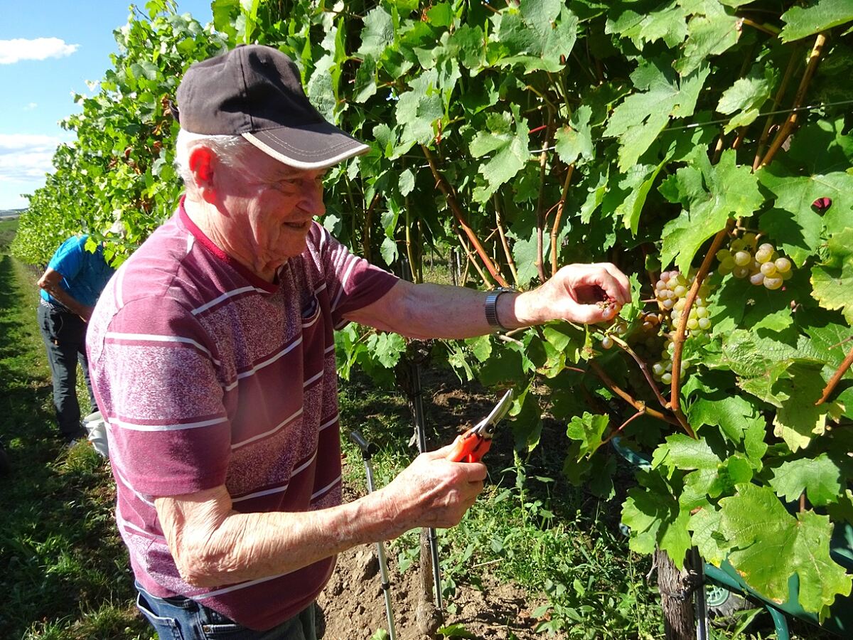 secu_PA_Thorwesten_Weinlese_Presse2